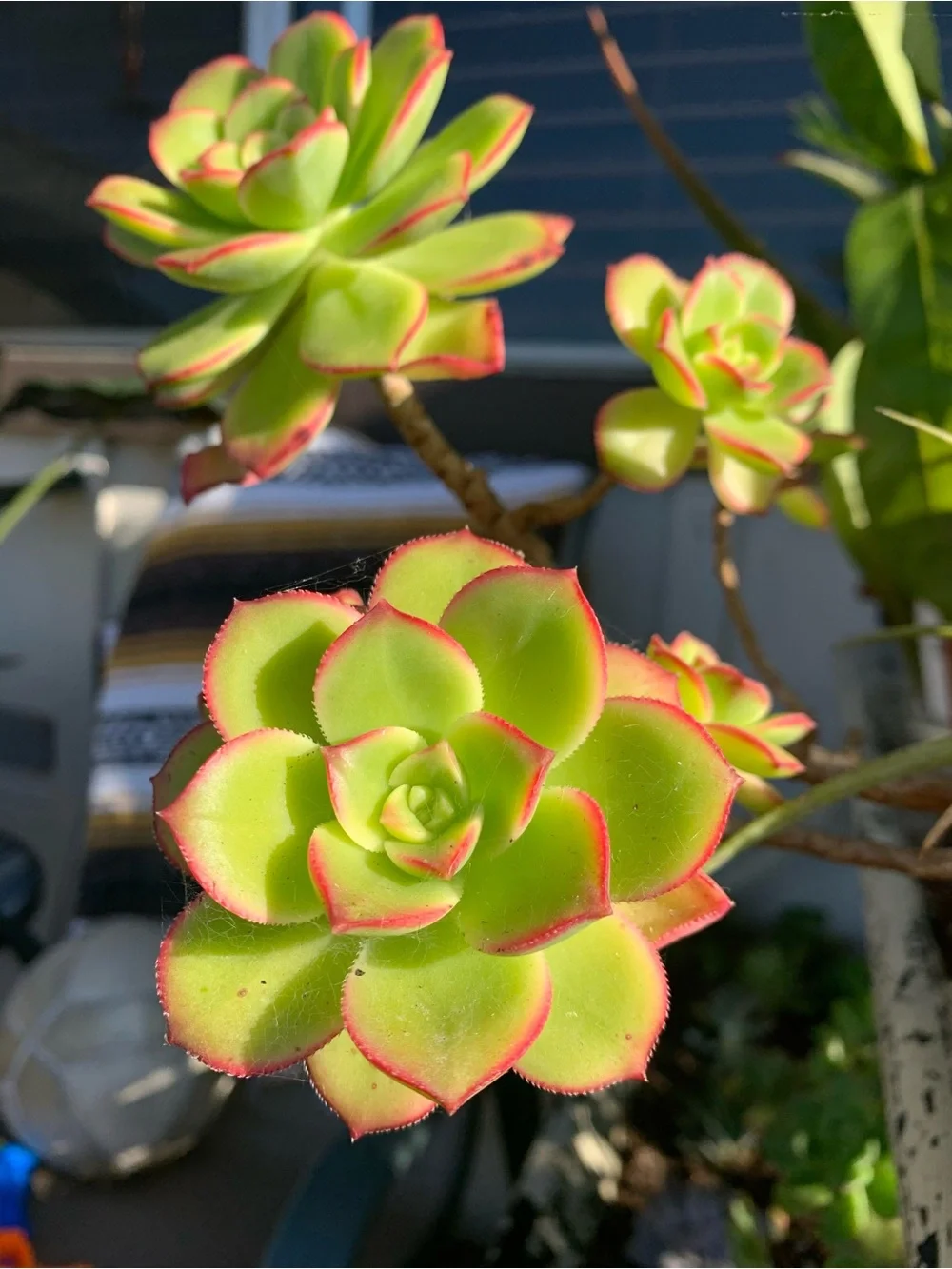 3 Aeonium Kiwi Succulent Cuttings Medium Sized 2-4 inch clipping garden plant